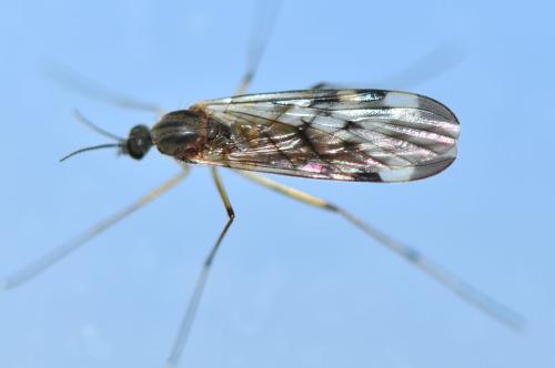 Sylvicola sp.